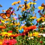 Colorful butterflies in a blooming garden under a blue sky.