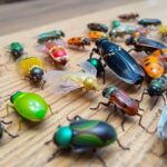 Colorful insects on a wooden surface.