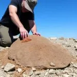 Person brushing dirt off a fossil in rocky terrain.